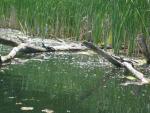 Turtles Sunbathing