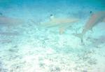 Captive Black Tips Bora Bora