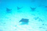 Captive Eagle Rays Bora Bora