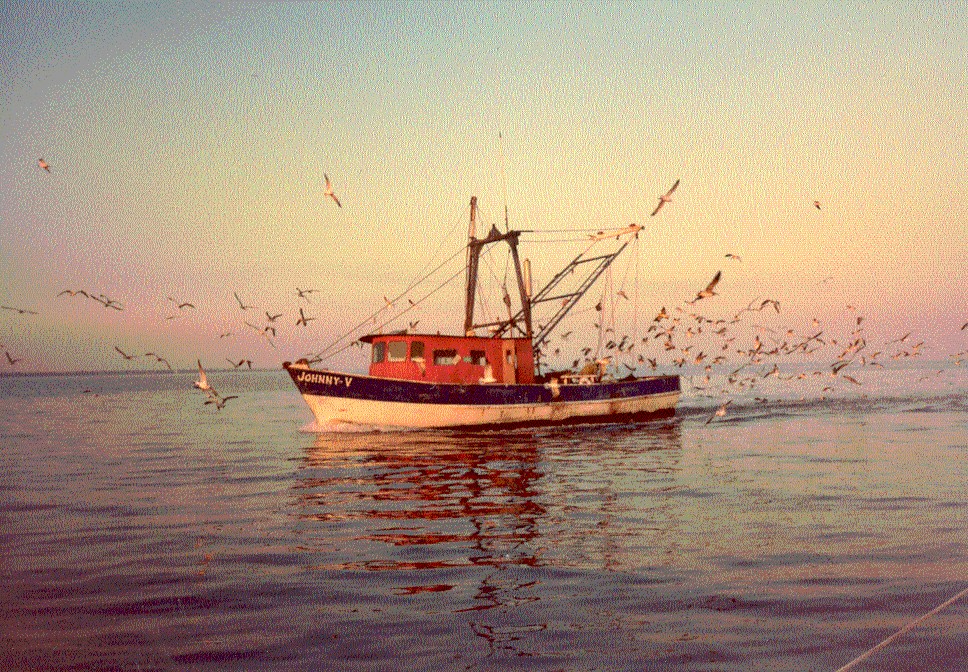 Culling shrimp Galveston Bay