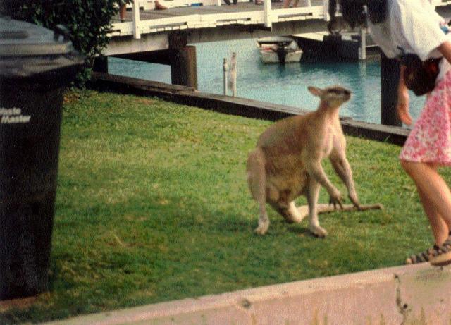 Hamilton Is. Whitsundays