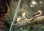 Kookaburras