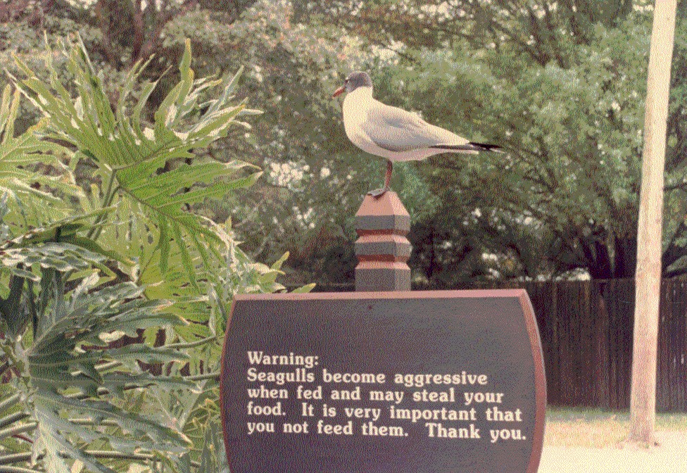 Proof birds can't read Busch Gardens Tampa