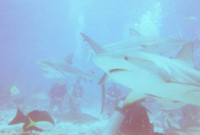 Shark feeding Bahamas