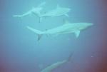 Sharks Blue Hole Belize