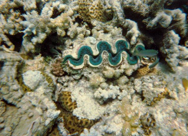 Big clam, Great Barrier Reef