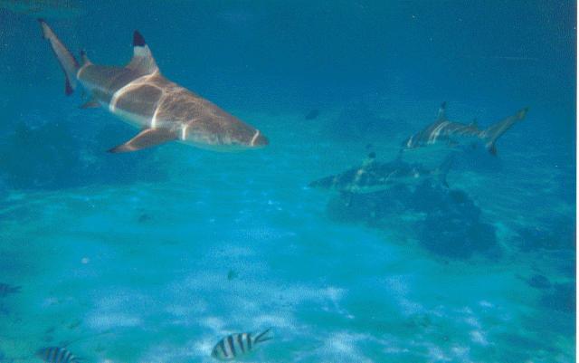 Shark feeding Moorea