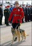 RCMP Sgt. Grant McCulloch walks with Cpl. James Galloway's police dog Cito as the hearse carrying Galloway passes more than 2,00